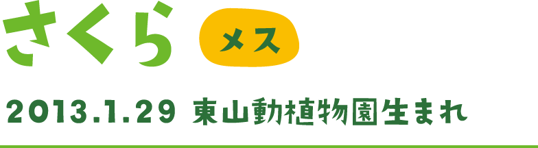 さくら メス 2013.1.29 東山動植物園生まれ