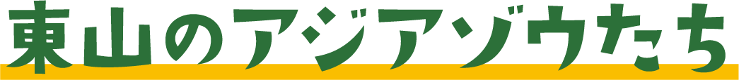 東山のアジアゾウたち