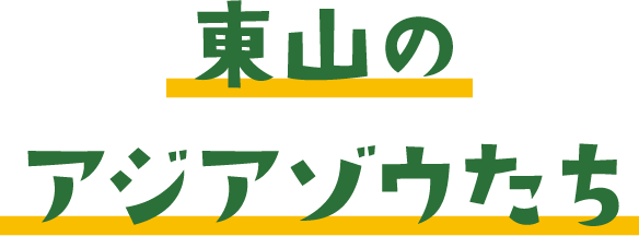 東山のアジアゾウたち