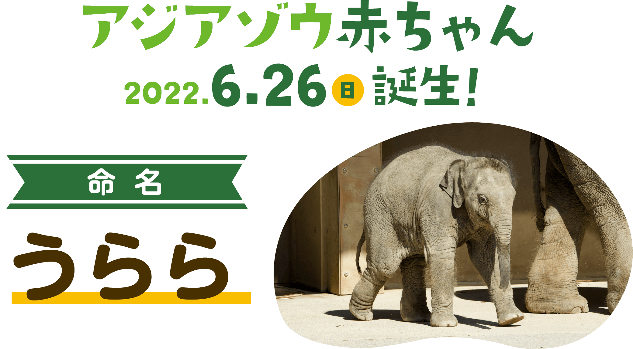 アジアゾウ赤ちゃんの愛称大募集！2022年6月26日誕生！