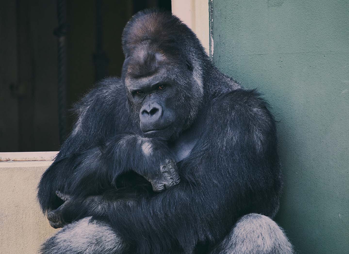 ニシゴリラ Gorilla gorilla