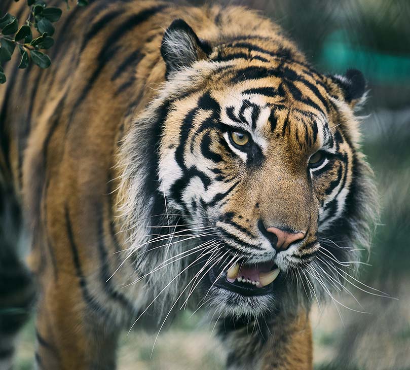 スマトラトラ Panthera tigris sumatrae