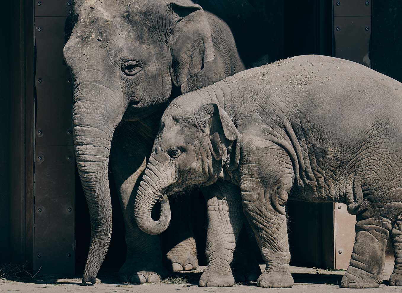 アジアゾウ Elephas maximus