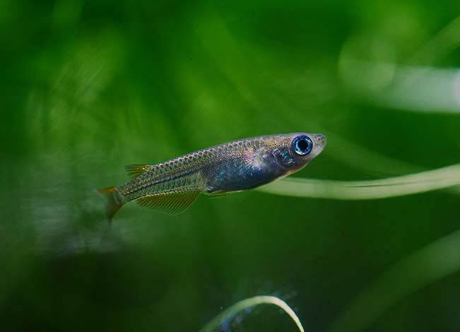 ミナミメダカ Oryzias latipes