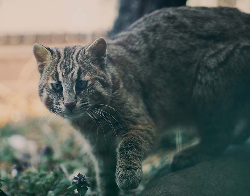 ツシマヤマネコ Prionailurus bengalensis euptilurus