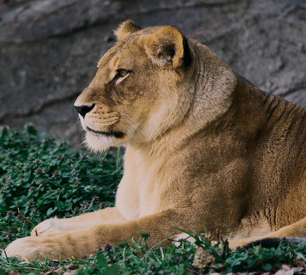 ライオン Panthera leo