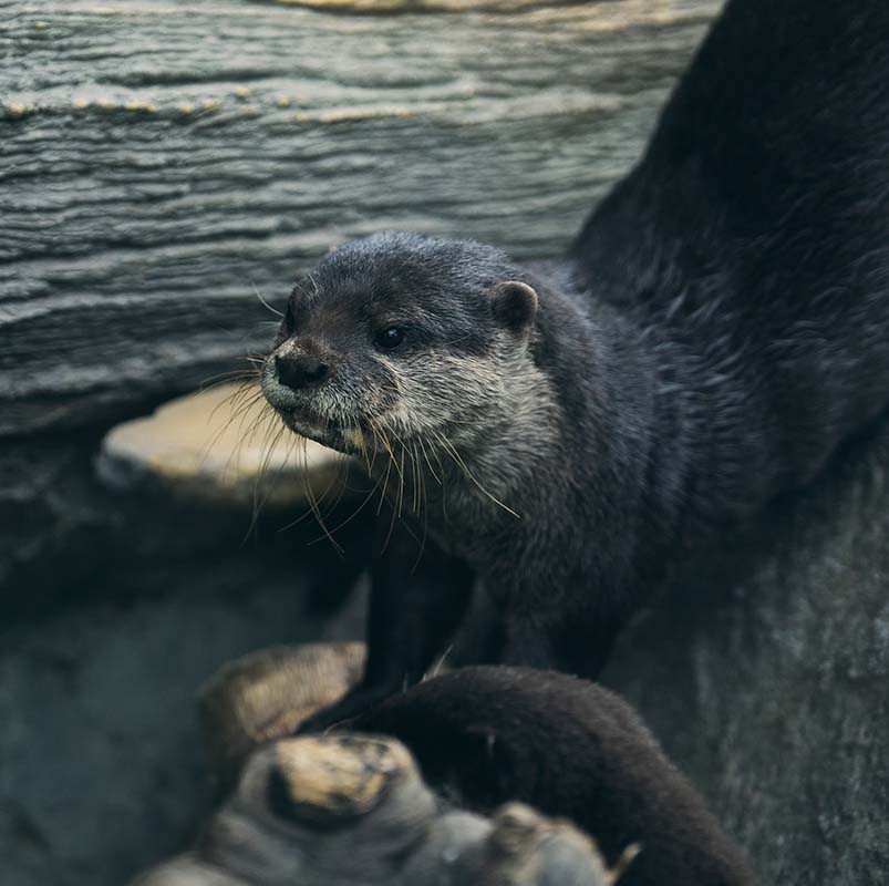 コツメカワウソ Aonyx cinereus