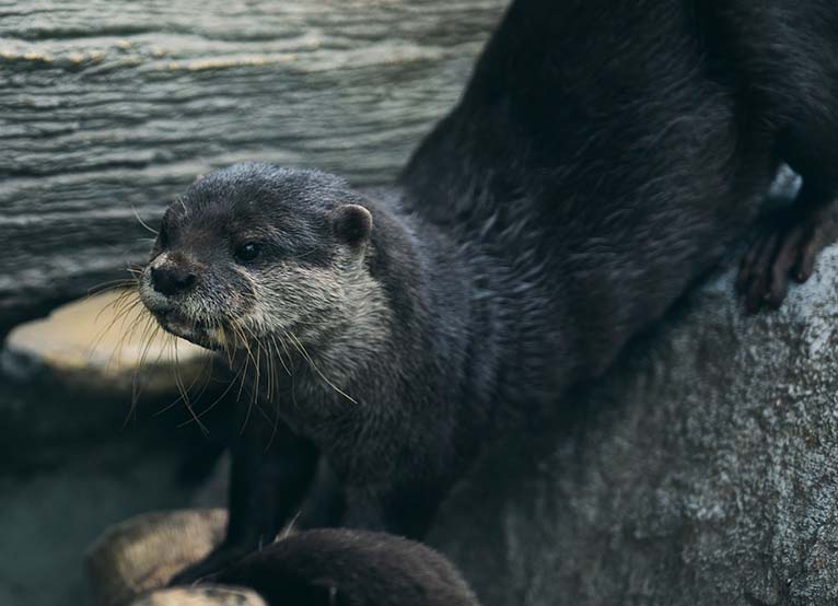 コツメカワウソ Aonyx cinereus