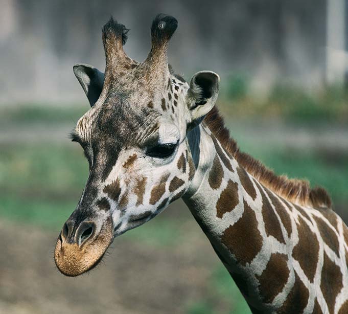 アミメキリン Giraffa Camelopardalis reticulata