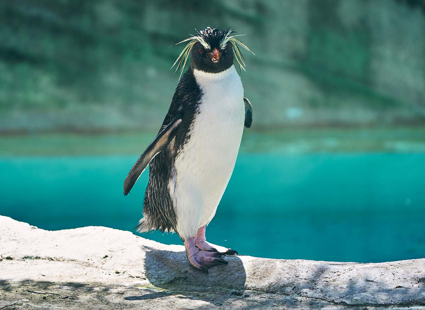 キタイワトビペンギン Eudyptes moseleyi