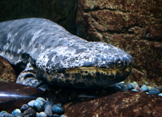 オオサンショウウオ Andrias japonicus