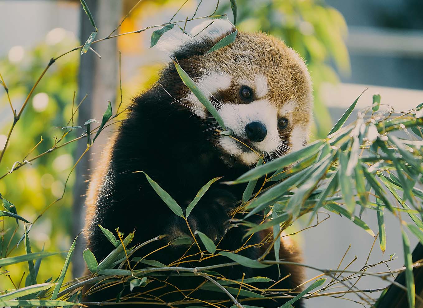 シセンレッサーパンダ Ailurus fulgens styani