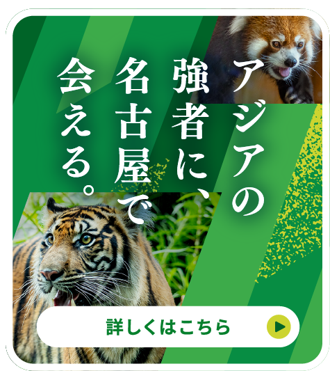 アジアの強者に、名古屋で会える。