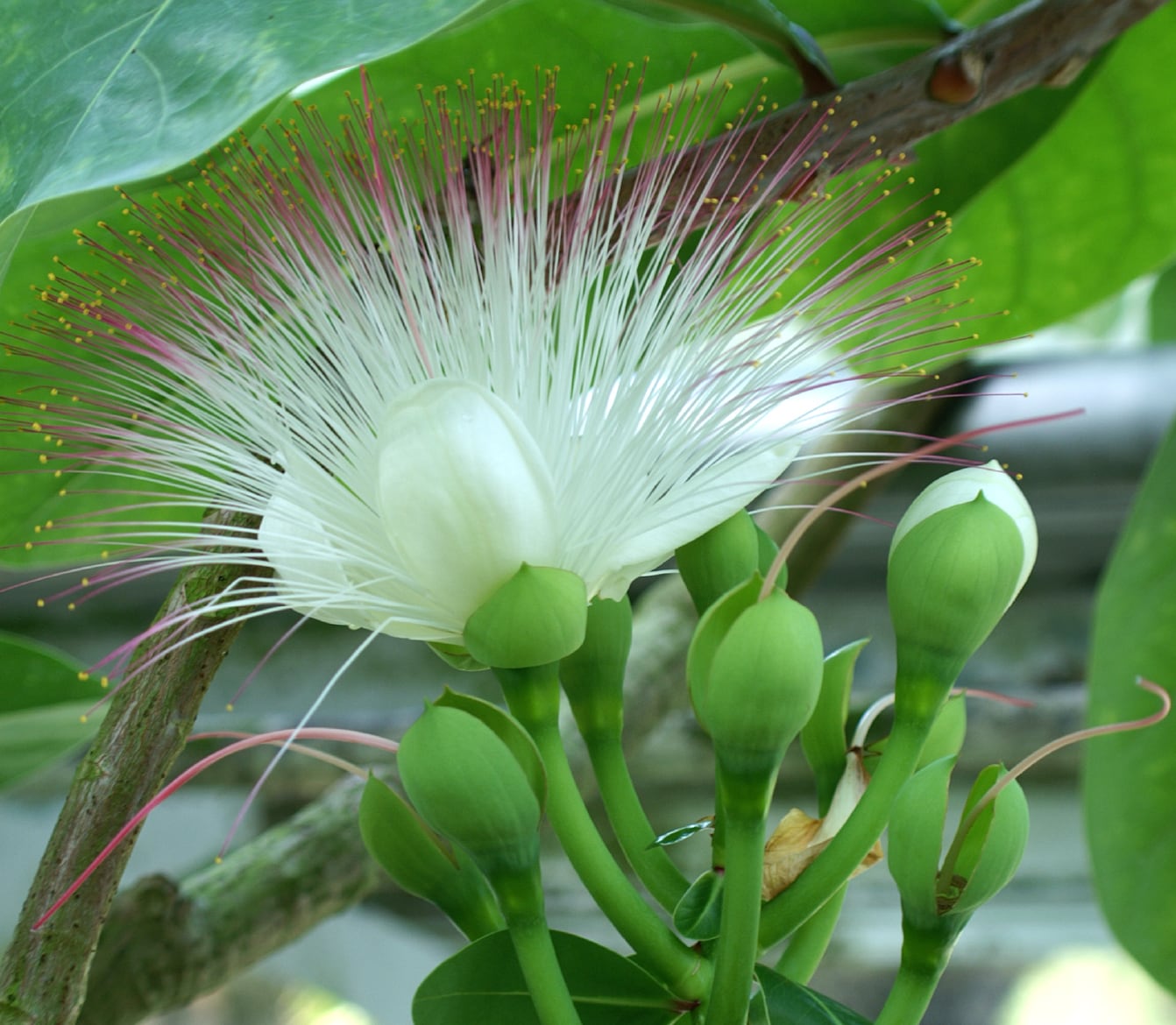 ゴバンノアシ Barringtonia asiatica