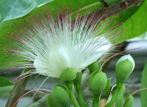 ゴバンノアシ Barringtonia asiatica