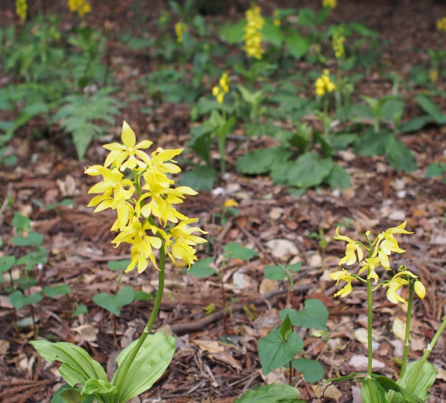 キエビネ Calanthe sieboldii