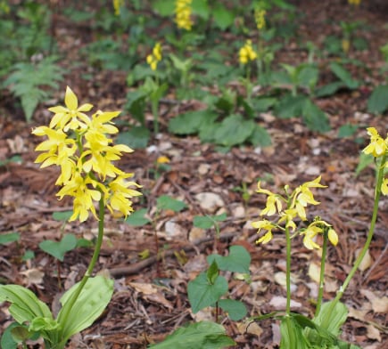 キエビネ Calanthe sieboldii