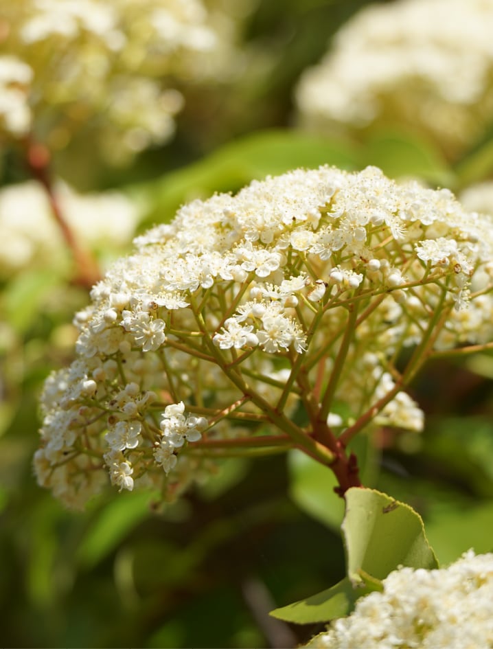 オオカナメモチ Photinia serratifolia