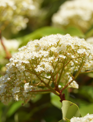 オオカナメモチ Photinia serratifolia