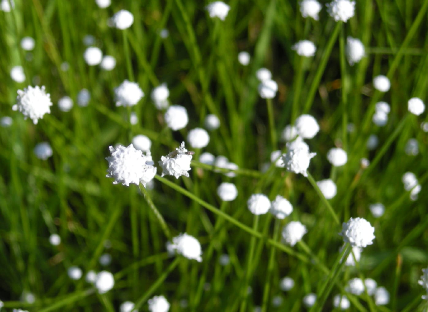 シラタマホシクサ Barringtonia asiatica