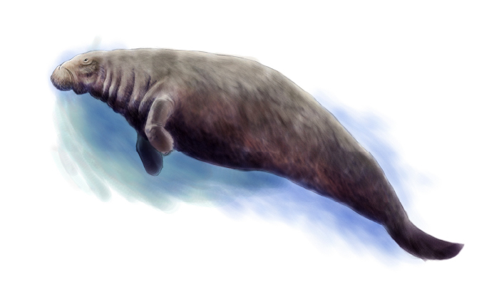 ステラーダイカイギュウのイラスト