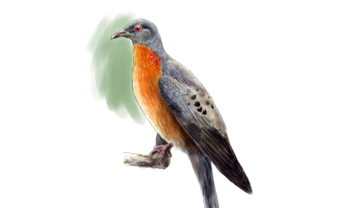 リョコウバトのイラスト